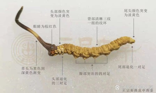 泮托拉唑钠肠溶胶囊注意事项-泮托拉唑钠肠溶胶囊能保护胃吗网 - 网站提供泮托拉唑钠肠溶胶囊一天吃几次小常识、泮托拉唑钠肠溶胶囊注意事项